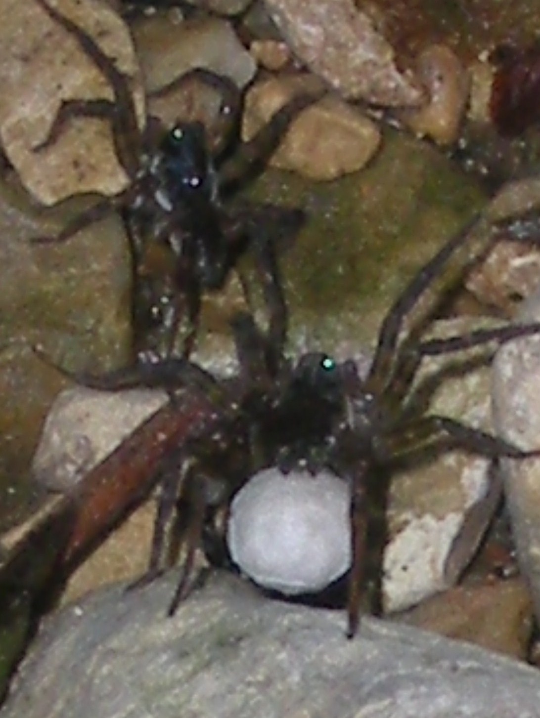 Lycosidae (Pirata?)